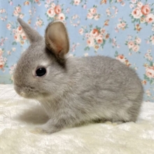 ネザーランドドワーフラビット  グレー  🩶🐰‪🌱‬