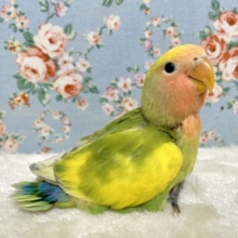 コザクラインコ  タイガーチェリー  .*･ﾟ🐯🍒･*.