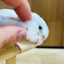 【最新画像更新🪄ひとり餌になりました！】ガオー！ちっちゃな恐竜‪☆マメルリハ(アメリカンホワイトファロー) ヒナ