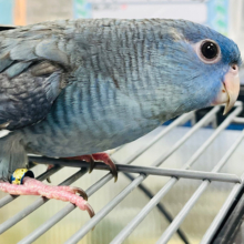 【最新画像更新🪄もうすぐひとり餌☆】お腹がすいたら別人だよ！サザナミインコ(コバルト) ヒナ