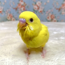 セキセイインコ  ルチノー  💛🍋🌼