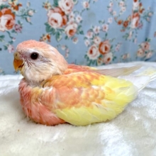 アキクサインコ ルビノー  🌷✨️