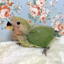 コザクラインコ  ノーマル  🌿🍎.∘
