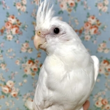 オカメインコ  ピュアホワイト🤍🫧･*