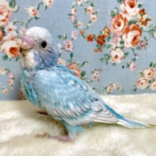 セキセイインコ  ブルースパングル🛁💙
