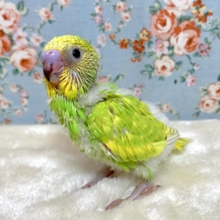 セキセイインコ  イエロースパングル☘️🌼