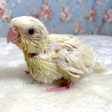 サザナミインコ  クリームイノ  🍨🍒✨️