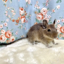 デグー  ノーマル  女の子  🌰🤎∗*ﾟ