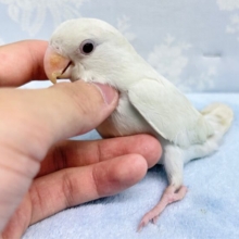 柏店限定❗️ラブバードフェア💖 白くて可愛いコザクラインコさん