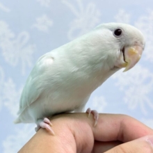 ラブバードフェア❣️コザクラインコ(ブルーイノ) 2023年4月生まれ
