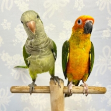 柏店限定❣️夏休み中型インコフェア‼️