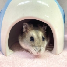 ♥️キュンかわ‪🐹💙サファイアブルーハムスター💙女の子2023年5月生まれ