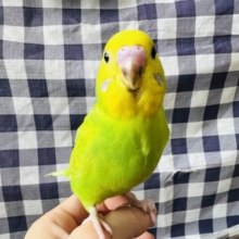 おっきな赤ちゃん？イタズラ好きのセキセイインコ（グリーンスパングル）