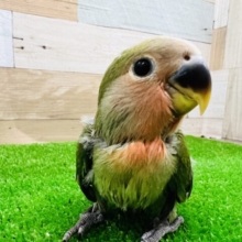 どんなかわい子ちゃんになるか楽しみ♪ノーマル小桜インコ