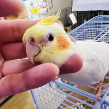 カキカキ大好き♡小柄でぎっしり系？オカメインコルチノー