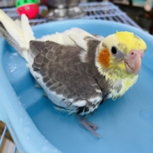 画像更新☆甘えることに目覚めた☆オカメインコ(パイド)ヒナ入荷しました❤