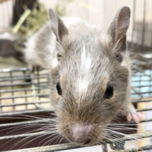 最新画像！デグー（パイド）　個性が光る模様！控えめな感じの子が来ました～