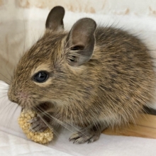 デグー（ノーマル）　漂う大物感！かわいい子が来ました～！