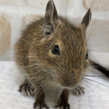 デグー（ノーマル）　かわいい子が来ました～！