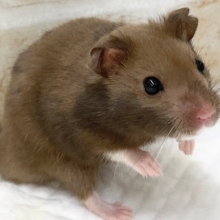 カラーハムスター　男の子　丸まった姿はチョコまんじゅう！？