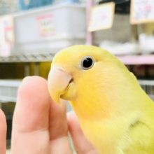 優しいカラーが人気？　小桜インコ　Ｒ５　５／３１撮影