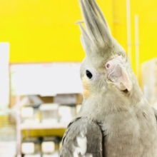 これぞ元祖オカメインコ　オカメインコ　ノーマル　R５　８／１撮影
