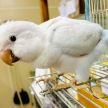 ニッコリさせる作戦😋立てるからね！　オキナインコ　ブルーオパーリン　パリドオパーリン