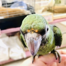 将来有望さん？　ズアカハネナガインコ　Ｒ５　３／３０撮影
