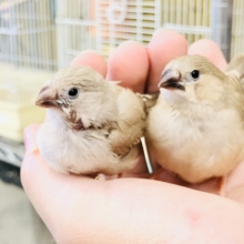 この季節はぜひキンカチョウを　R５　８／２撮影