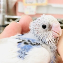 １羽、１羽個性がいい　セキセイインコ　R５　８／１撮影