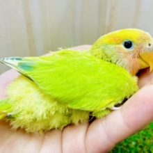 コザ好きさん！🍏🍎どどんっ！青リンゴのあぽおちゃん🍏🍎 コザクラインコ　オパーリンタイガー