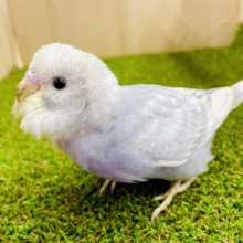 最新画像になりますよ❣️ほわほわ〜んとちょびっと珍しいグレーさん😎　セキセイインコ　スパングル　グレー