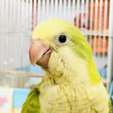クリーミー抹茶カラー　オキナインコ　R５　８／２撮影