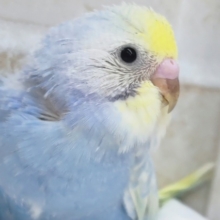 めちゃキレイなレインボー✨ セキセイインコ(パステルレインボースパングル)