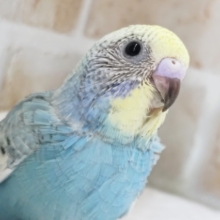 人気カラーさん登場～🌈 セキセイインコ(パステルレインボー)