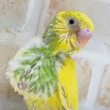 黄色が印象的の元気っ子～🐣 セキセイインコ(パイド)