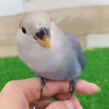 めちゃかわ❤コザクラインコのヒナ(バイオレット)入荷しました❤