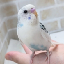 最新画像あり！ 白いけど、ブルーさん～🫧 セキセイインコ(ブルーパイド)