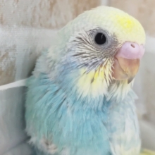 見るほどにメロメロレインボー🌈 セキセイインコ(パステルレインボースパングル)