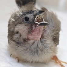 ちっちゃかわいい～🐣 キンカチョウ(ノーマル)