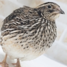 卵産んでくれますよぉ～🥚 ウズラ(女の子)