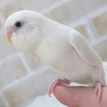 最新画像あり！ 白に黒目の人気カラー❄ セキセイインコ(ダブルファクター)
