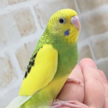 メロメロパイドさん～💛💚 セキセイインコ(パイド)