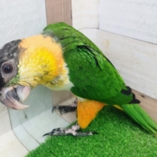 動画更新❤こんにちは(  . .)”ズグロシロハラインコ入荷しました❤