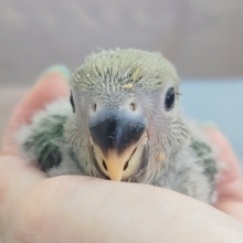 わたわた❤コザクラインコ(ブルーチェリー)入荷しました❤