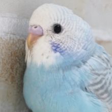 色合いたまらない～🩵 セキセイインコ(ブルーオパーリン)
