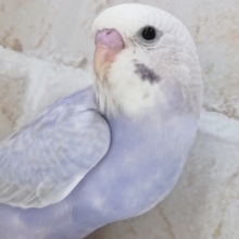 ご注目カラーさん～🎉 セキセイインコ(ライラック)