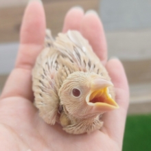 お待たせしました❤シナモン文鳥のヒナ入荷しました✨