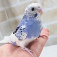 最新画像あり！ 素敵な色合いグッド～✨ セキセイインコ(ブルーパイド)