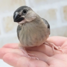 最新画像あり！ とってもかわいい～🐣 桜文鳥🌸